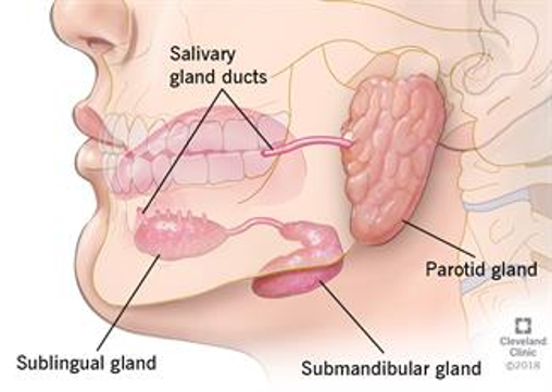 Parotid Surgery